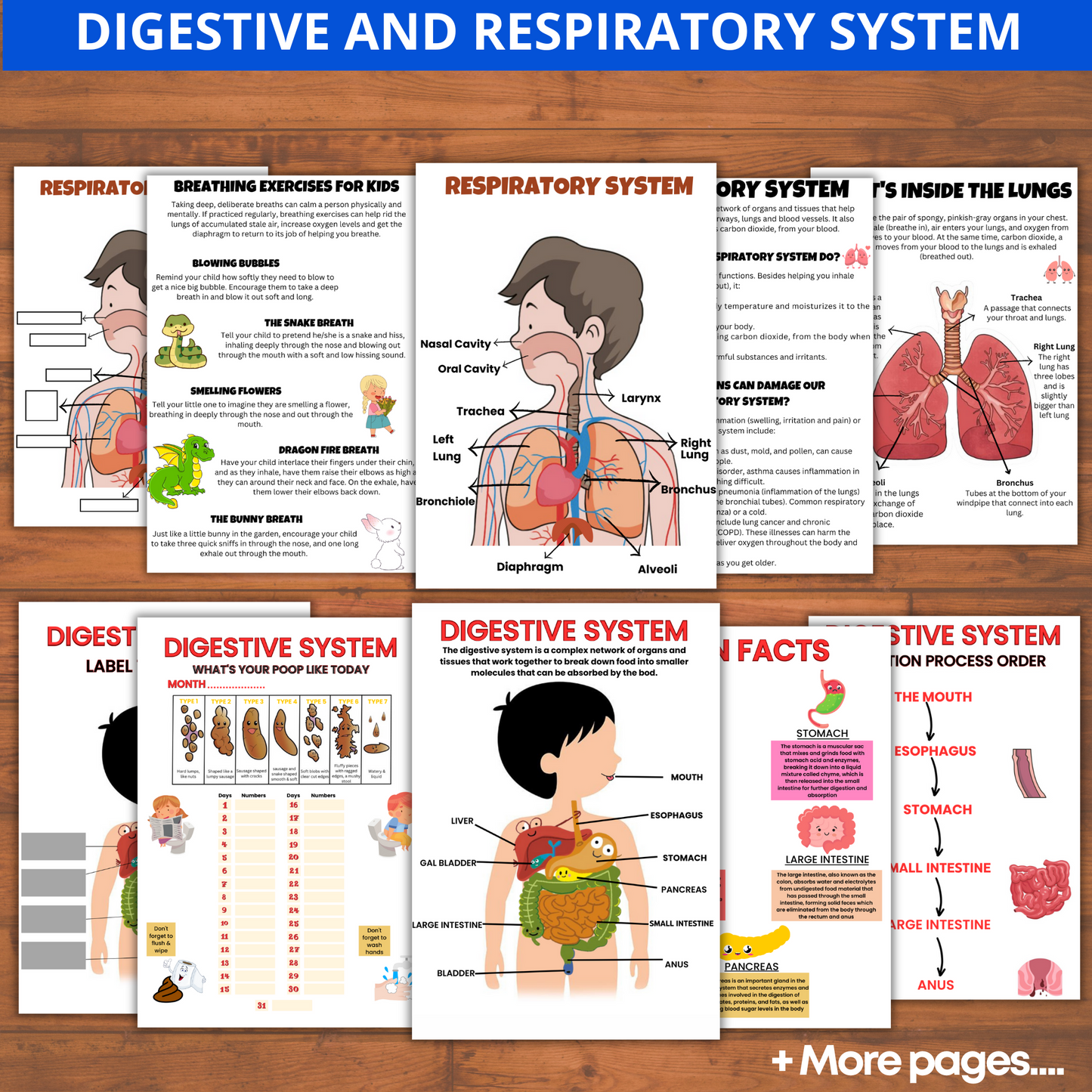 Human Anatomy Preschool Book | 200+ Worksheets for kids