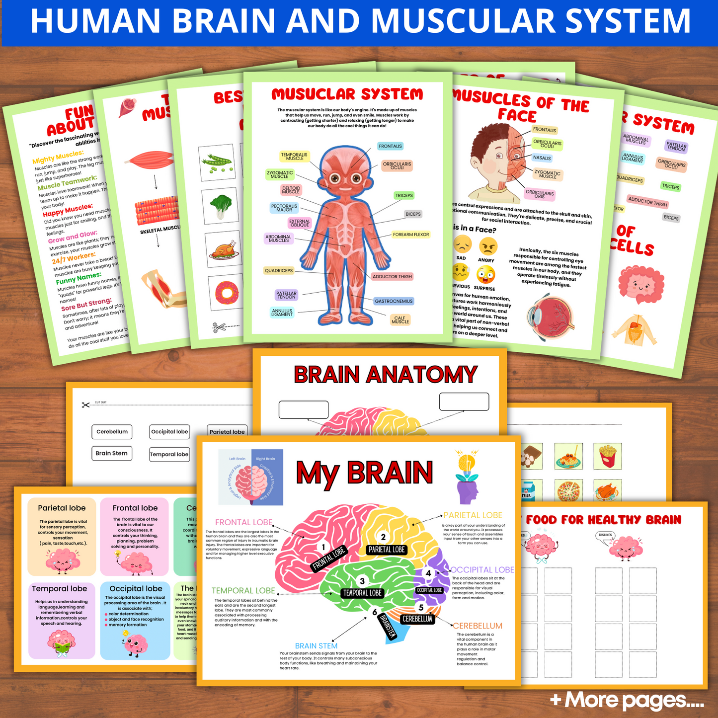 Human Anatomy Preschool Book | 200+ Worksheets for kids