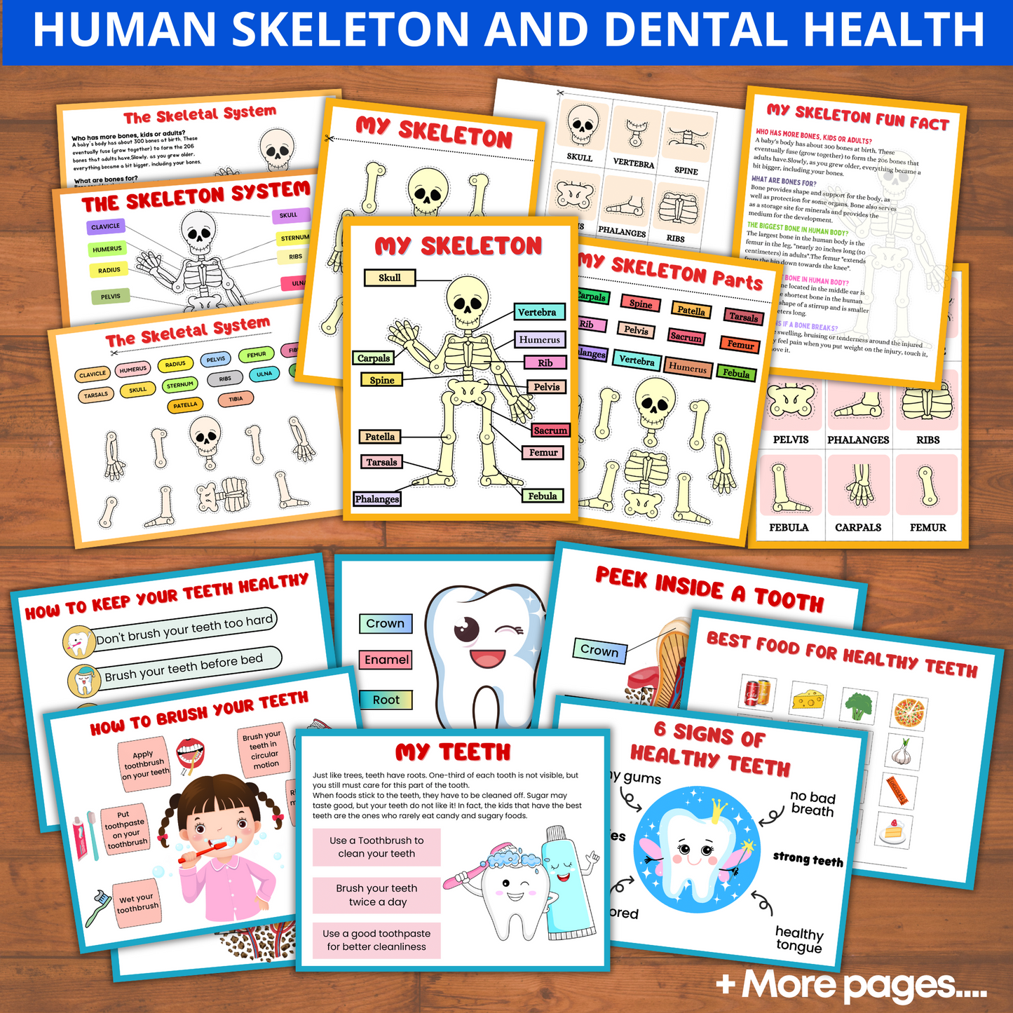 Human Anatomy Preschool Book | 200+ Worksheets for kids