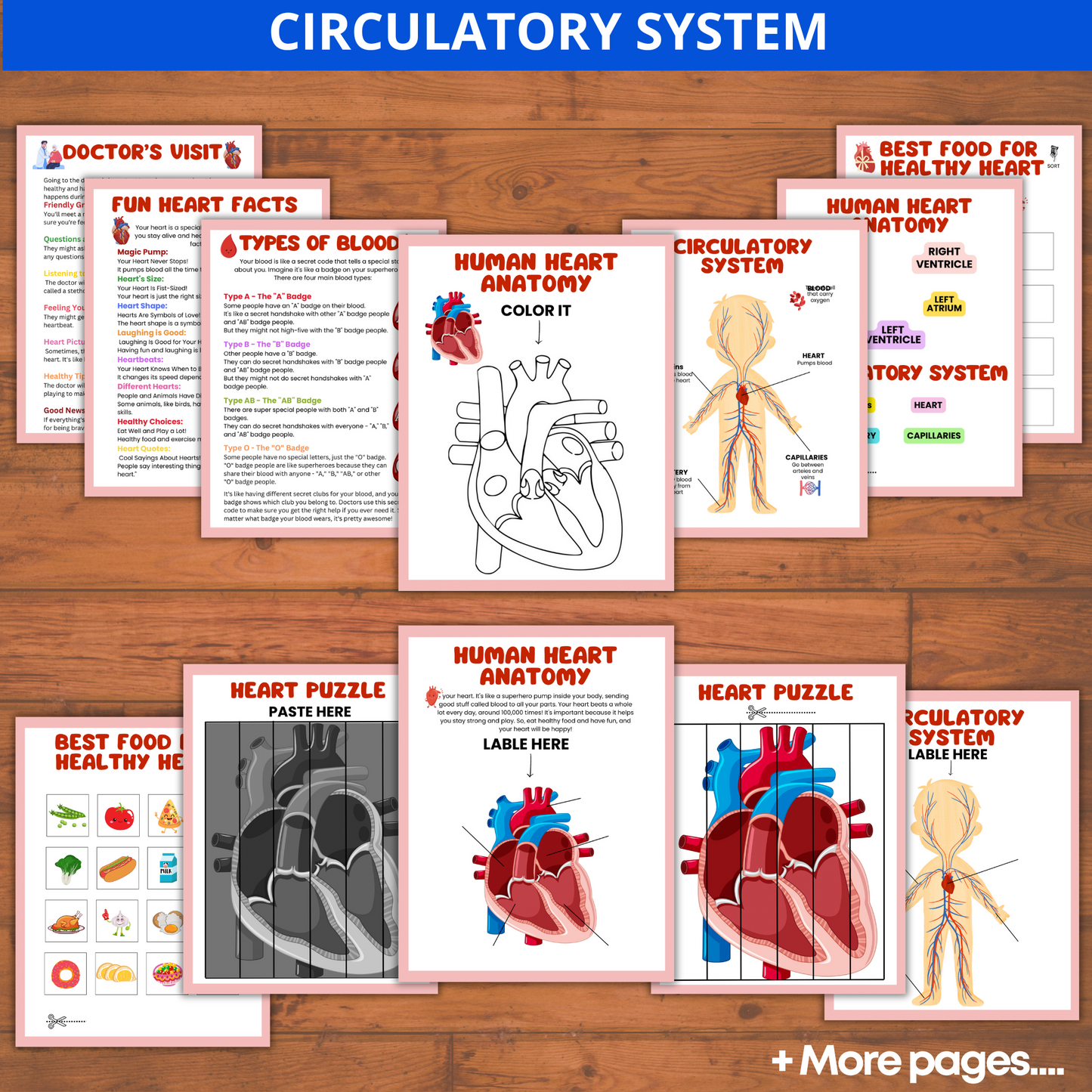 Human Anatomy Preschool Book | 200+ Worksheets for kids