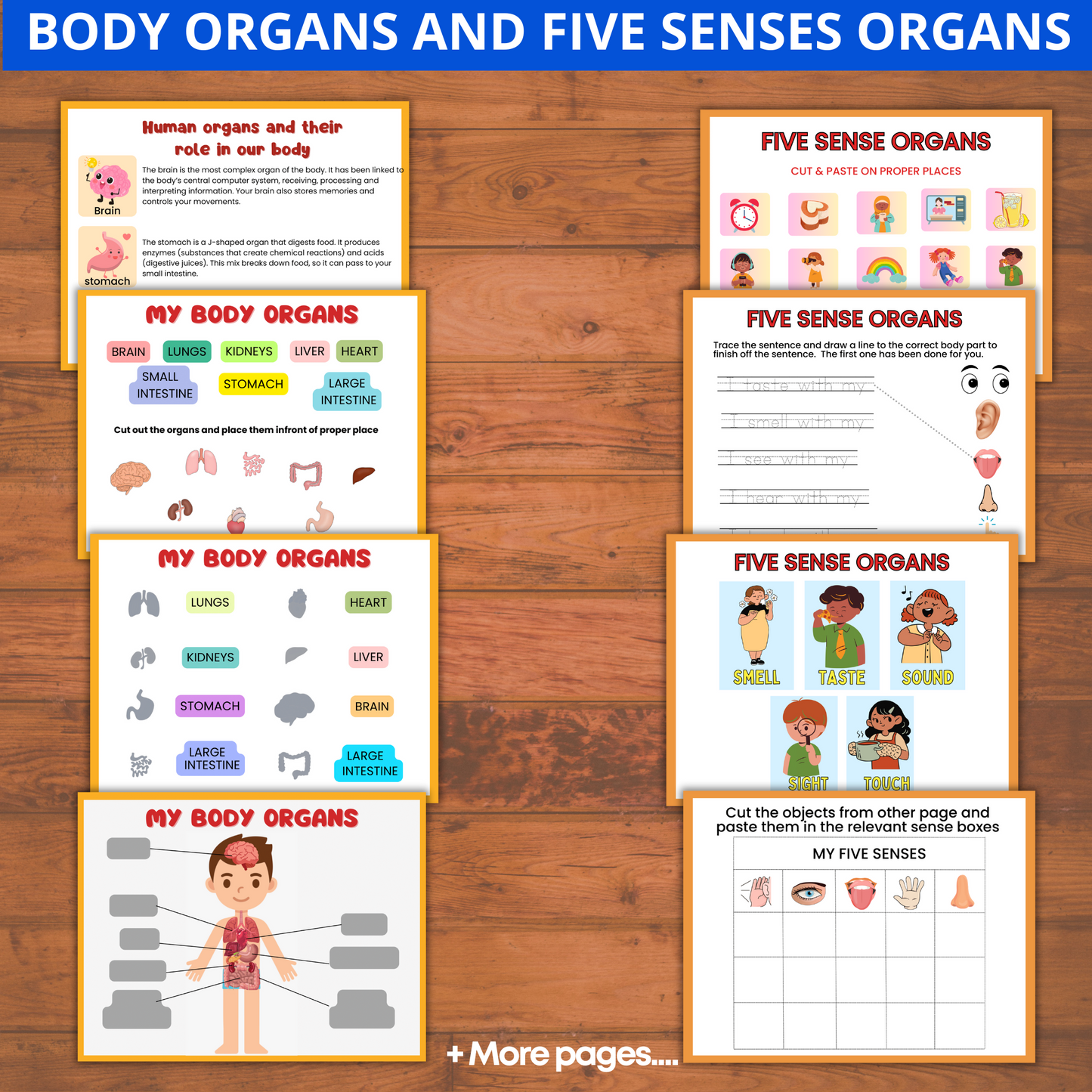 Human Anatomy Preschool Book | 200+ Worksheets for kids