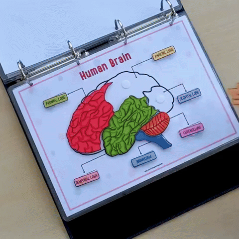 Human Anatomy Preschool Book | 200+ Worksheets for kids