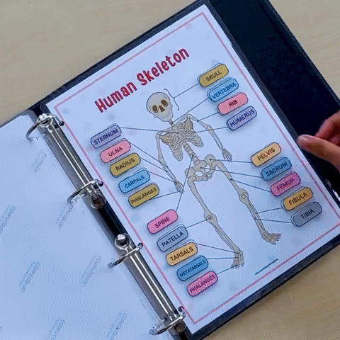 Human Anatomy Preschool Book | 200+ Worksheets for kids