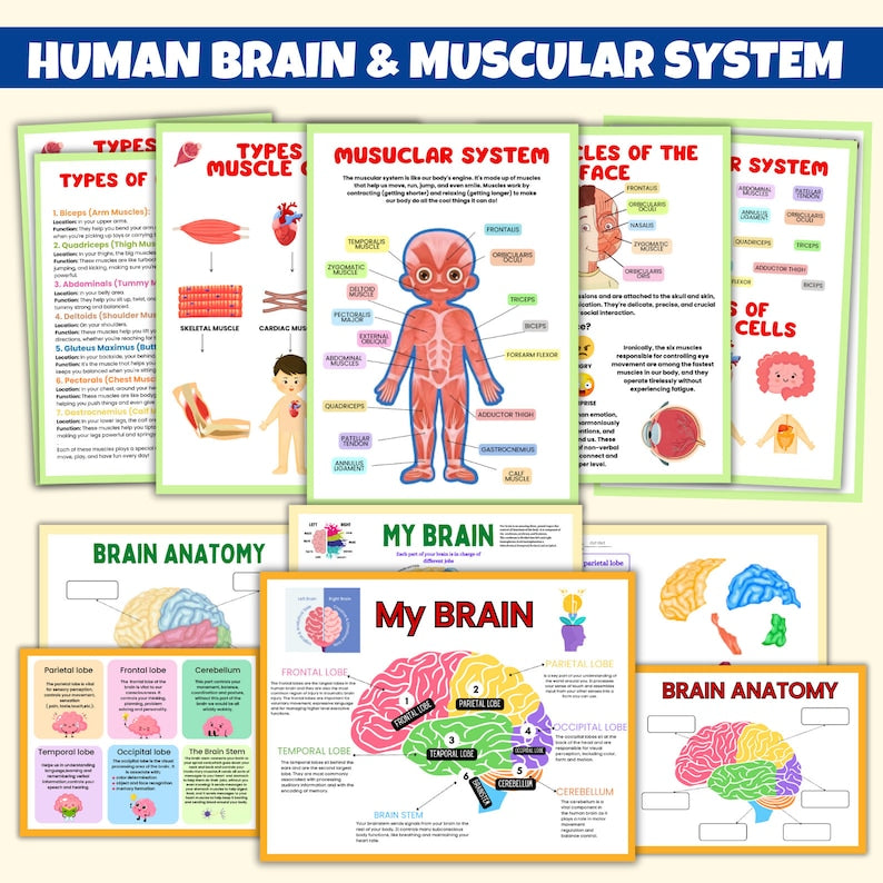 Human Anatomy Preschool Book | 200+ Worksheets (FREE TODAY)