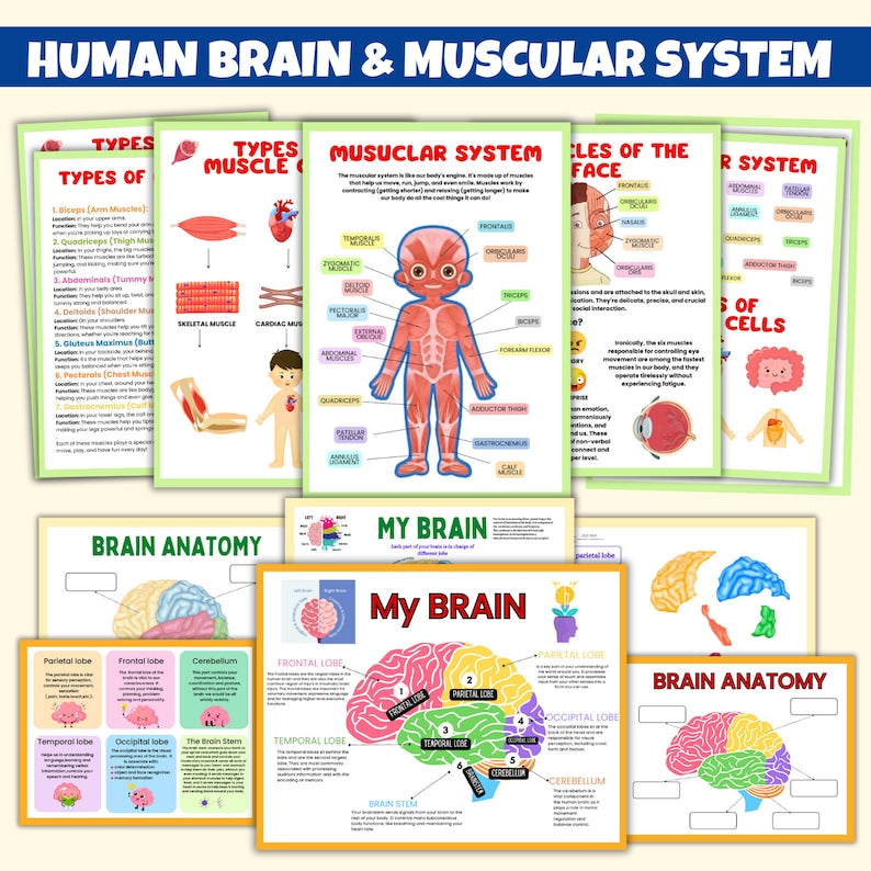 Human Anatomy Preschool Book | 200+ Worksheets for kids