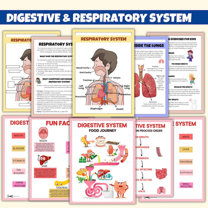 Bundle Preschool Human Anatomy + Education Learning